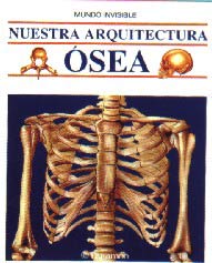 Nuestra arquitectura ósea