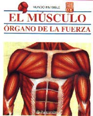 El músculo órgano de la fuerza